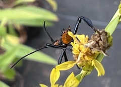 Leptoglossus phyllopus