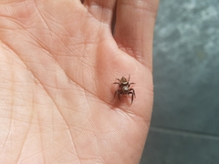 Hasarius adansoni