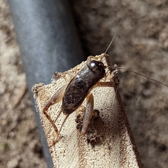 Velarifictorus micado