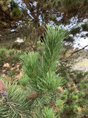 Pinus