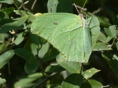Anteos maerula