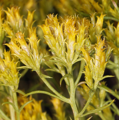 Chrysothamnus greenei