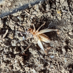 Velarifictorus micado