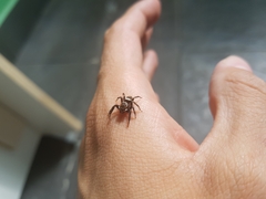Hasarius adansoni