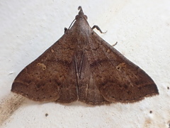 Renia discoloralis