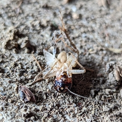 Velarifictorus micado