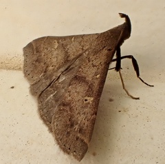 Renia discoloralis