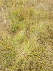 Carex tumulicola
