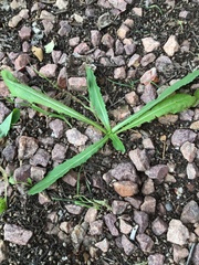 Lactuca serriola