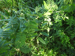 Smilax campestris