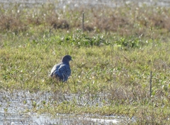 Patagioenas maculosa
