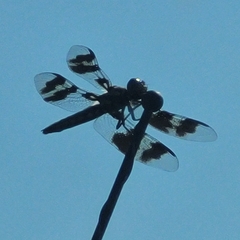 Plathemis subornata