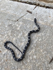 Pantherophis alleghaniensis