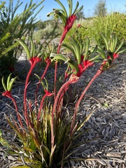 Anigozanthos
