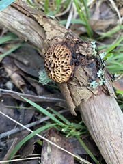 Hexagonia vesparia