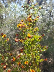 Bossiaea obcordata