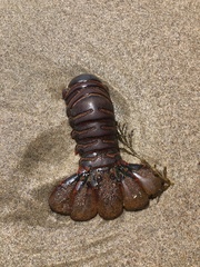 Panulirus interruptus