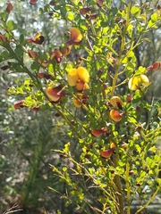 Bossiaea obcordata