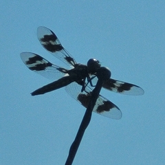 Plathemis subornata