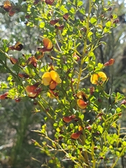 Bossiaea obcordata