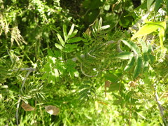 Senegalia bonariensis
