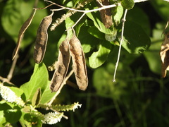 Senegalia bonariensis