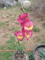 Gladiolus × hortulanus