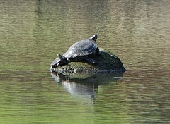 Malaclemys terrapin