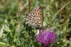 Argynnis niobe
