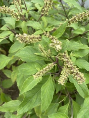 Ocimum tenuiflorum