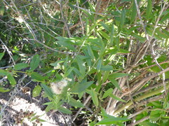 Baccharis punctulata