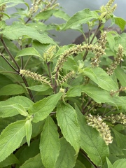 Ocimum tenuiflorum