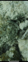 Hermodice carunculata