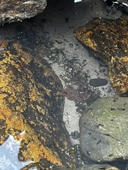Actinopterygii