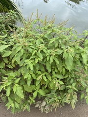 Ocimum tenuiflorum