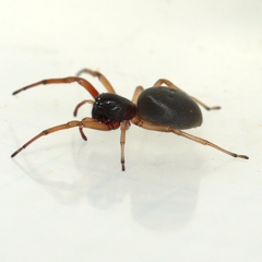 Trachelas tranquillus