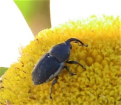 Odontocorynus umbellae