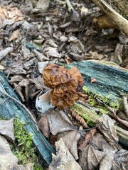 Gyromitra