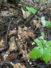 Marasmius capillaris