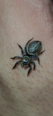 Hasarius adansoni