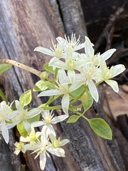 Clematis glycinoides