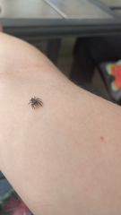 Platycryptus californicus