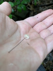 Marasmius capillaris