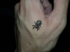 Hasarius adansoni