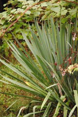 Yucca filamentosa