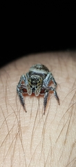 Hasarius adansoni