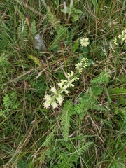 Solidago bicolor