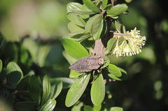 Ectinogonia buquetii