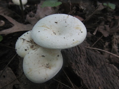 Lactifluus piperatus