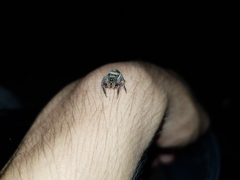 Hasarius adansoni